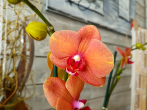 Orchidee orange